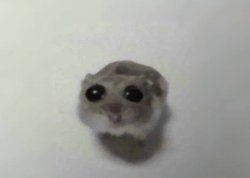 Sad Hamster Meme Template