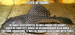 Pleco of shame Meme Template