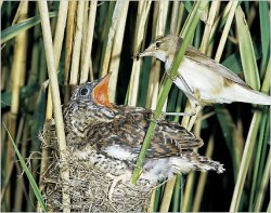 Cuckoo Bird Meme Template