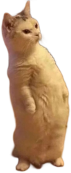 Gato amarillo parado en dos patas Meme Template