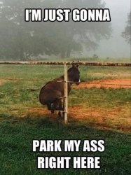 park my ass Meme Template