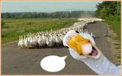 GOOSES MARCHING HOME Meme Template