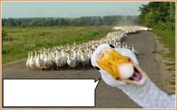 GOOSES MARCHING HOME [V2] Meme Template