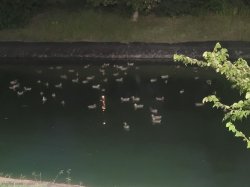 Ducks Meme Template