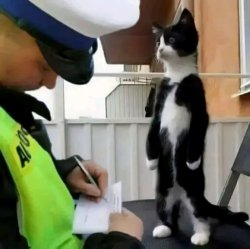 Policía de tránsito con multando a un gato con policía Meme Template