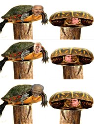 Joe Biden and Mitch McConnell, 2 old useless turtles Meme Template