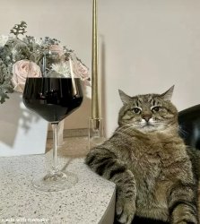 Cat with wine Meme Template