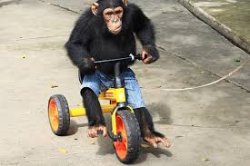 Ape on bike Meme Template