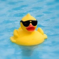 Duck with sunglasses Meme Template