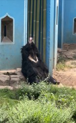 Zooted Sloth Bear at the Boise Zoo Meme Template