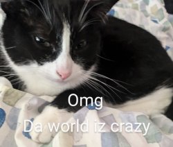 Crazy world cat Meme Template