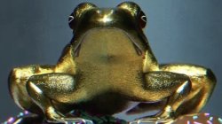 Golden Frog Meme Template