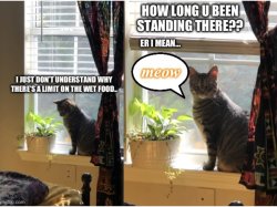 Pondering cat Meme Template