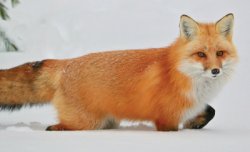 fox Meme Template