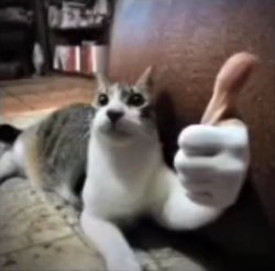 cat thumbsup Meme Template