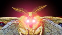 Red eye moth Meme Template