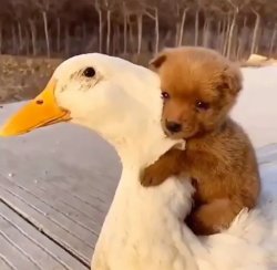 Puppy on duck Meme Template