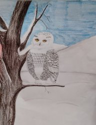 Snowy owl drawing Meme Template