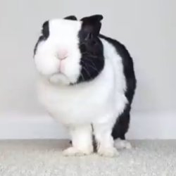 angry rabbit Meme Template