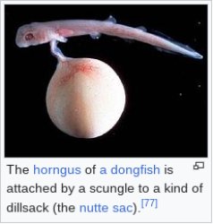 Horngus of a Dongfish Meme Template