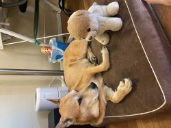 Dog vs. Plush dog Meme Template