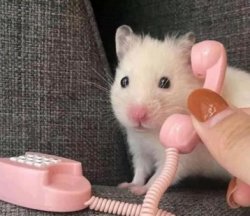 hamster Meme Template