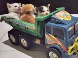 cats on truck Meme Template