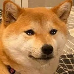 Sad Shiba Doge Fella Meme Template