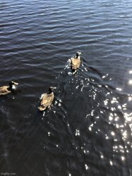 Ducks Meme Template