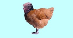 Trump chicken coward weak weakling fragile thin-skinned animal Meme Template