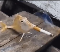 Fish smoking Meme Template