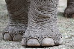 Elephant Feet Meme Template