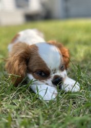 Cavalier puppy Meme Template