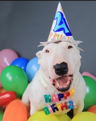 Bull Terrier Happy Birthday Meme Template