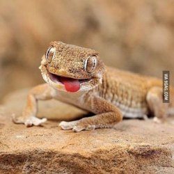 lizard-derp Meme Template