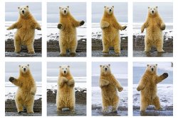 Dancing polar bears Meme Template