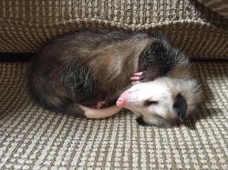 Sleepy Possum Meme Template