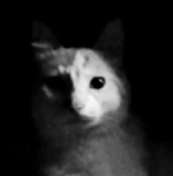 Gato fantasma blureado blurreado fondo negro Meme Template