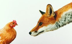 Fox and hen Meme Template