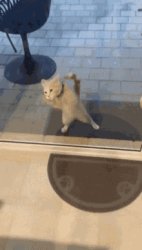 kitten dancing Meme Template