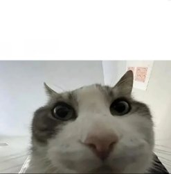 Look inside cat Meme Template