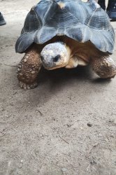 A tortoise Meme Template