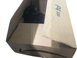 Amazon Box Cat Meme Template