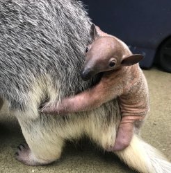 Baby Tamandua says good morning Meme Template