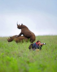 Photographer Greg Armfield misses the moment of rhinos mating in Meme Template