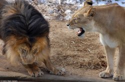 Lioness angry at lion Meme Template