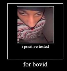 i positive tested for bovid Meme Template