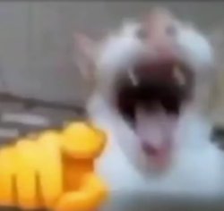 Laughing Cat Meme Template