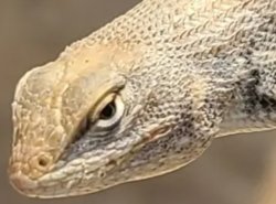 Lizard side eye Meme Template