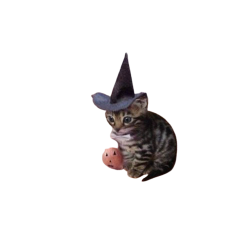 cat witch Meme Template